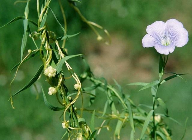 Повилика льняная (Cuscuta epilinum)