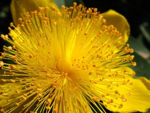 Зверобой чашечковидный (Hypericum calycinum)