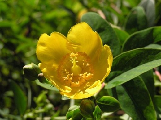 Зверобой кожистый (Hypericum coris)