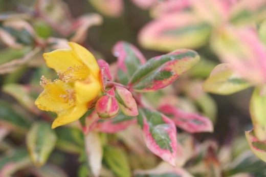 Зверобой Мозера (Hypericum х moserianum) 'Tricolor'