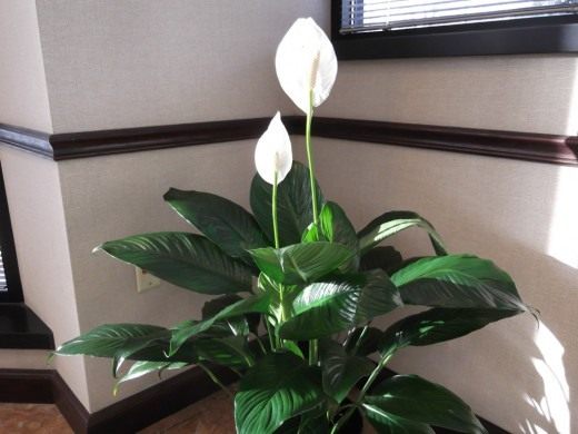 Спатифиллум (Spathiphyllum)