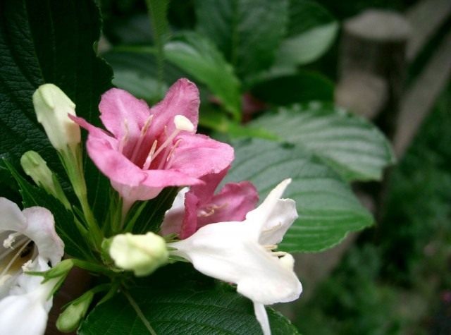 Вейгела корейская (Weigela coraeensis)