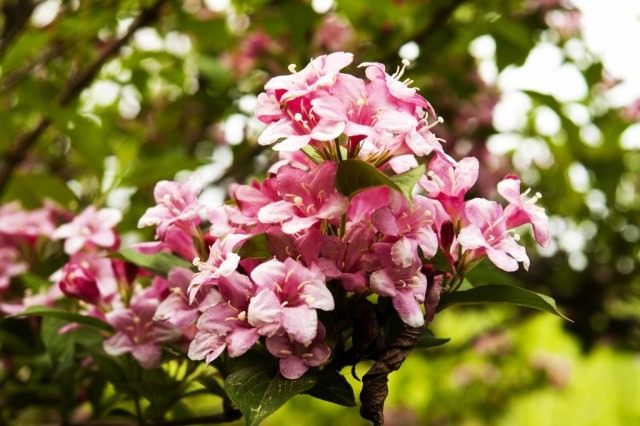 Вейгела цветущая (Weigela florida)