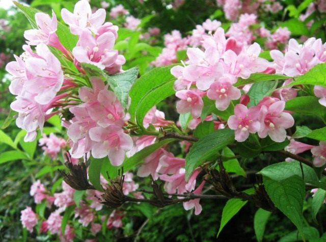 Вейгела садовая (Weigela hortensis)