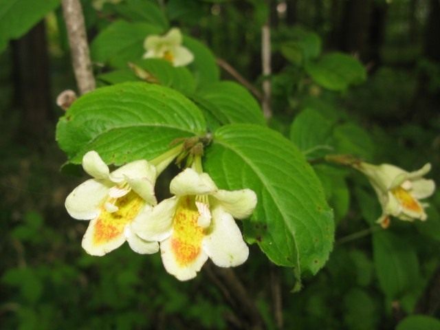 Вейгела Максимовича (Weigela maximowiczii)