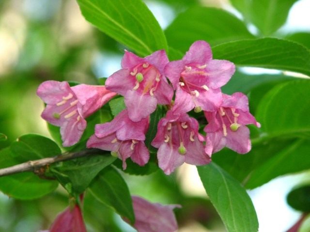 Вейгела ранняя (лат. Weigela praecox)