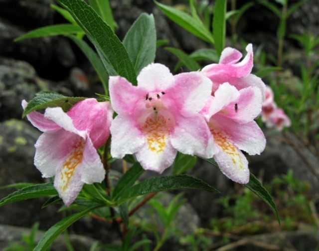 Вейгела приятная (Weigela suavis)