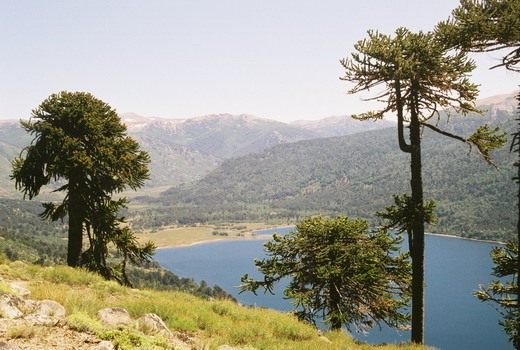 Араукария чилийская (Araucaria araucana)