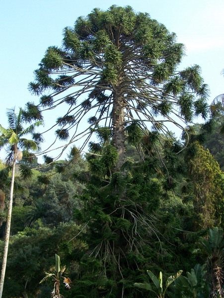 Араукария (Araucaria)