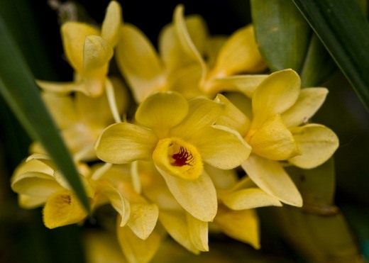 Дендробиум (Dendrobium sulcatum) 