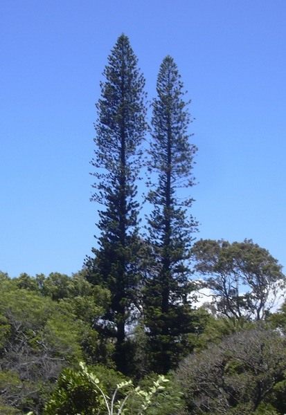 Араукария колонновидная (Araucaria columnaris)