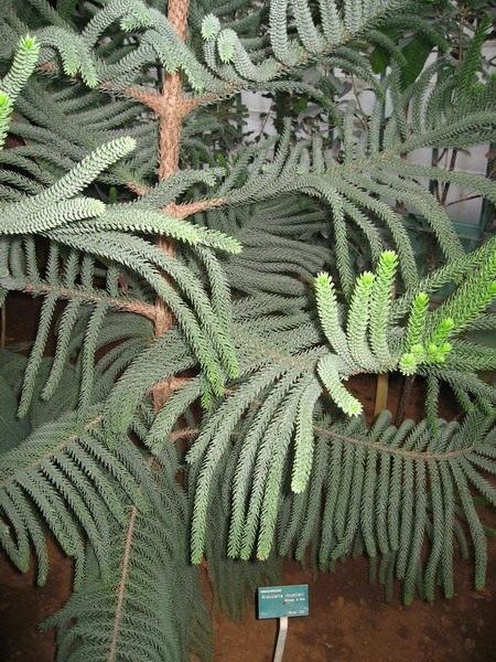 Араукария (Araucaria Muelleri)