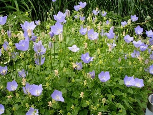 Колокольчик карпатский (Campanula carpatica)