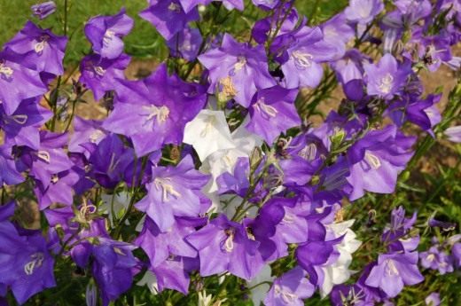 Колокольчик персиколистный (Campanula persicifolia)