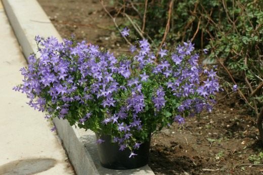 Колокольчик Пожарского (Campanula poscharskyana)