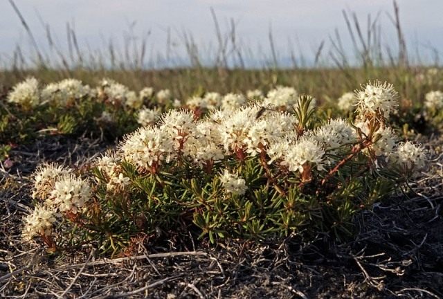 Багульник стелющийся, или Багульник простёртый (Ledum decumbens)