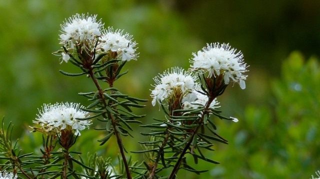 Багульник болотный (Ledum palustre)