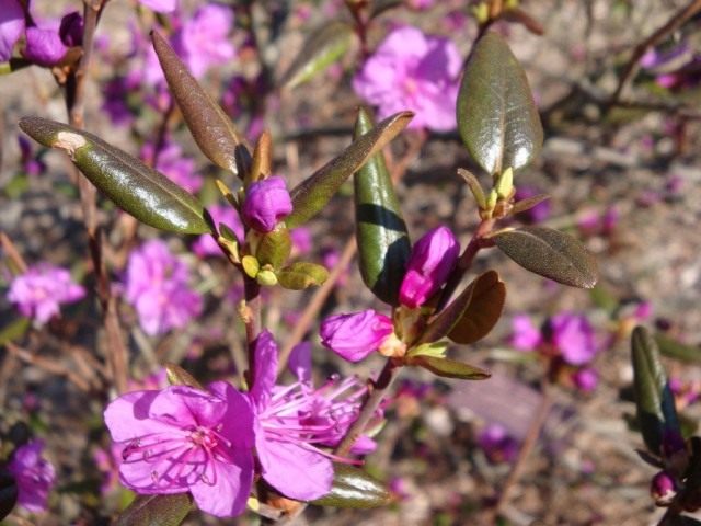 Рододендрон даурский (Rhododendron dauricum)