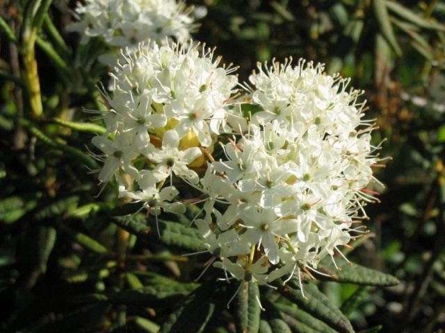 Рододендрон гренландский (Rhododendron groenlandicum), или Багульник гренландский (Ledum groenlandicum)