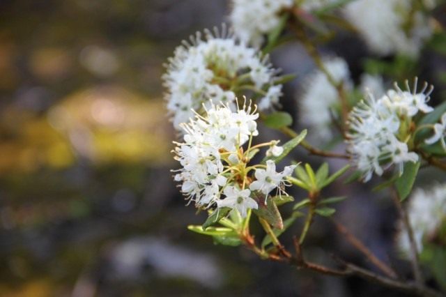 Рододендрон Толмачёва (Rhododendron tolmachevii), или Багульник крупнолистный (Ledum macrophyllum)