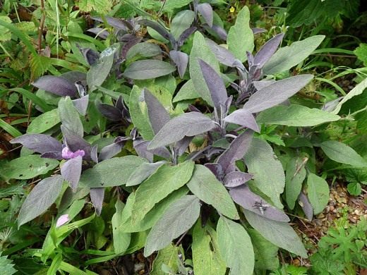 Шалфей лекарственный (лат. Salvia officinalis) 