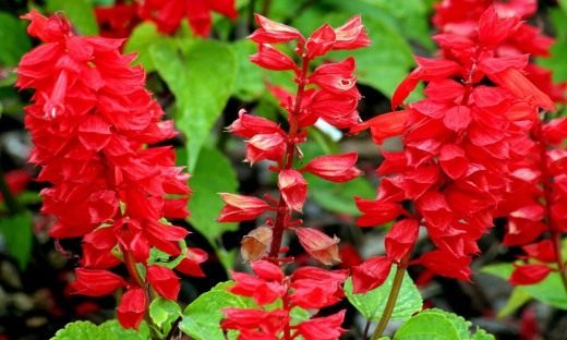 Шалфей сверкающий, или Сальвия блестящая (лат. Salvia splendens)