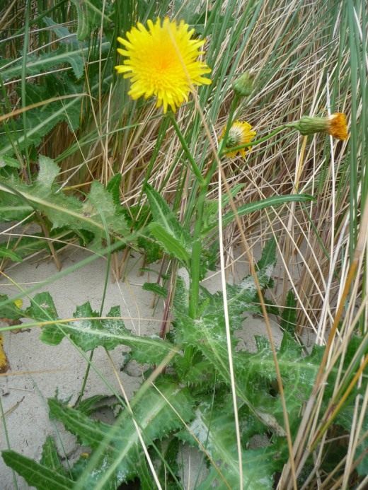 Осот полевой, или Осот жёлтый, или Осот молочайный (лат. Sonchus arvensis)