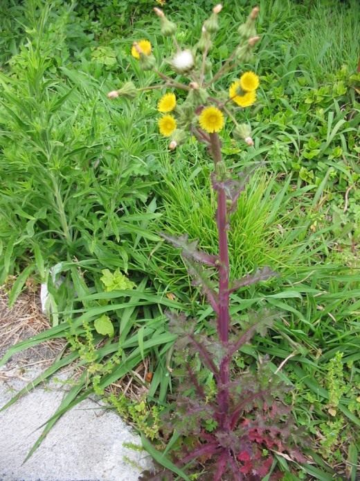 Осот огородный (лат. Sonchus oleraceus)