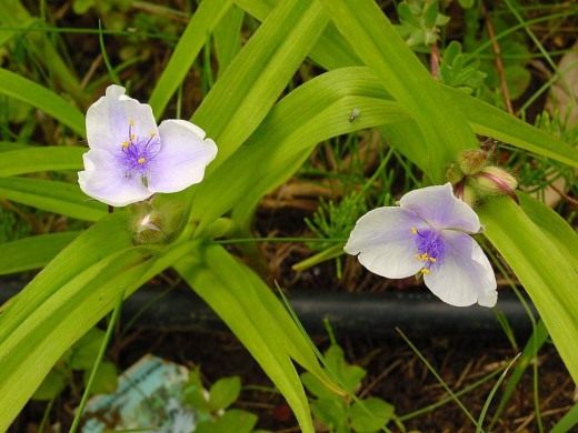 Традесканция Андерсона ‘Osprey’ (лат. Tradescantia х andersoniana). 