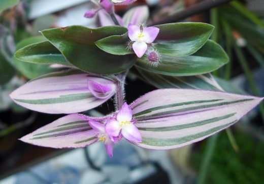 Традесканция Блоссфельда (лат. Tradescantia blossfeldiana)