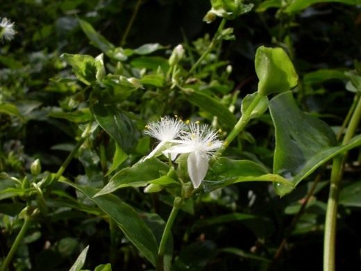 Традесканция приречная, или миртолистная (лат. Tradescantia fluminensis)