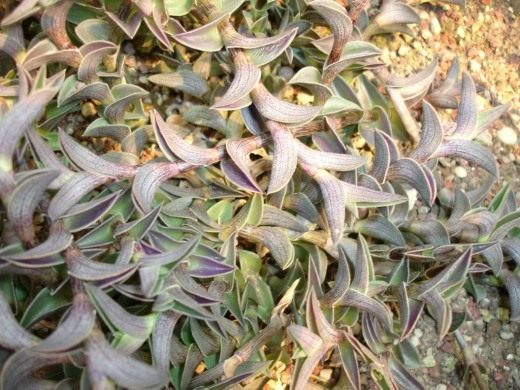 Традесканция ладьевидная (лат. Tradescantia navicularis)