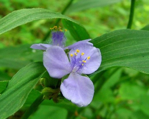 Традесканция волосатая (лат. Tradescantia pilosa)