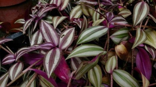 Традесканция зебровидная, или висячая. Зебрина. (лат. Tradescantia zebrina)