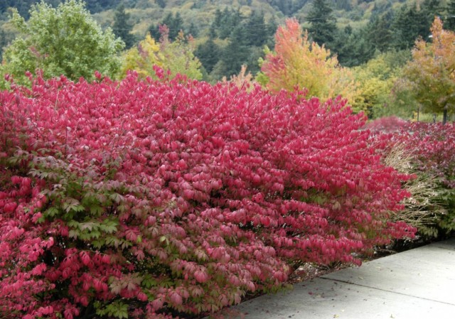 Бересклет крылатый (Euonymus alatus)