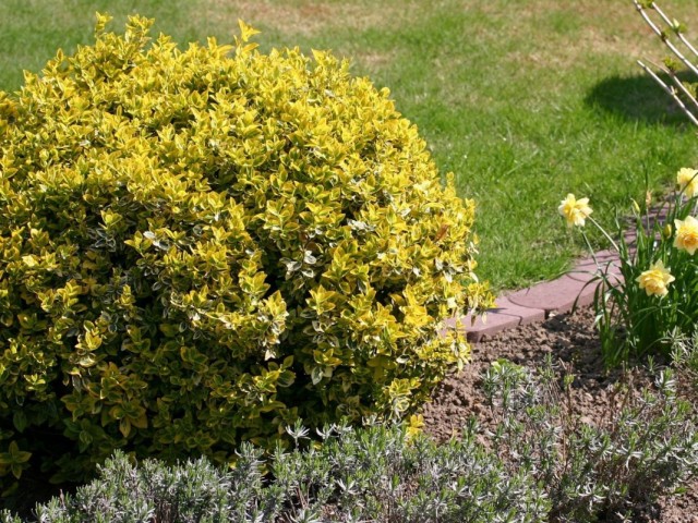 Бересклет Форчуна "Эмеральд Голд". (Euonymus fortunei 'Emerald Gold')