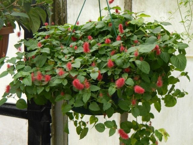 Акалифа ползучая (Acalypha reptans)