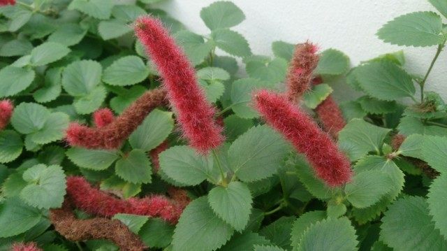 Акалифа дубравиколистная (Acalypha chamaedrifolia), или Акалифа гаитянская (Acalypha hispaniolae)