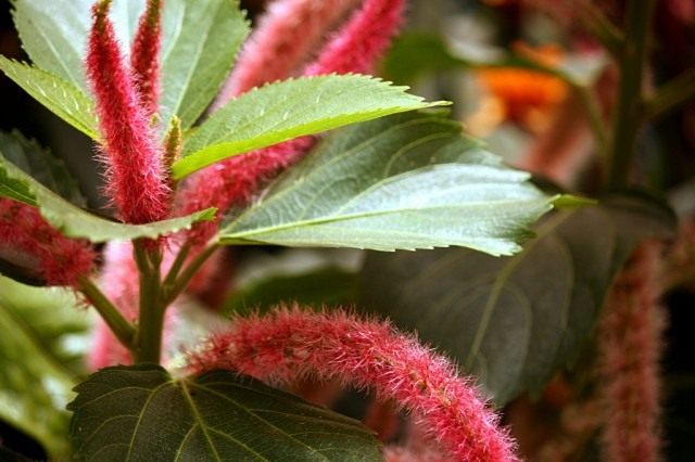 Акалифа щетинисто-волосистая (Acalypha hispida)