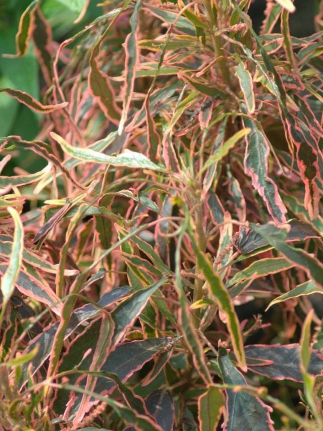 Акалифа Вилкеза "Марди Гра" (Acalypha wilkesiana 'Mardi Gras')