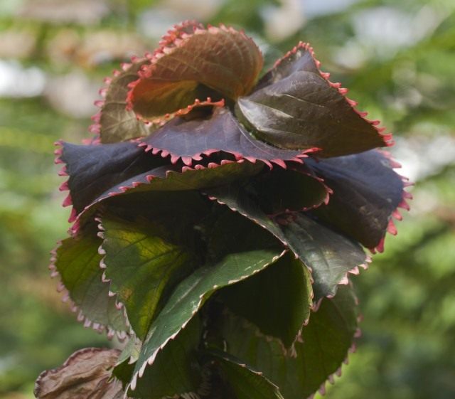 Акалифа Вилкеза (Acalypha wilkesiana)