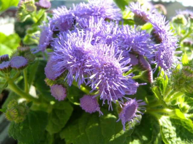 Агератум Гаустона, или Агератум мексиканский, или Долгоцветка (Ageratum houstonianum)