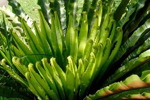 Асплениум южноазиатский, или Костенец южноазиатский (Asplenium australasicum)