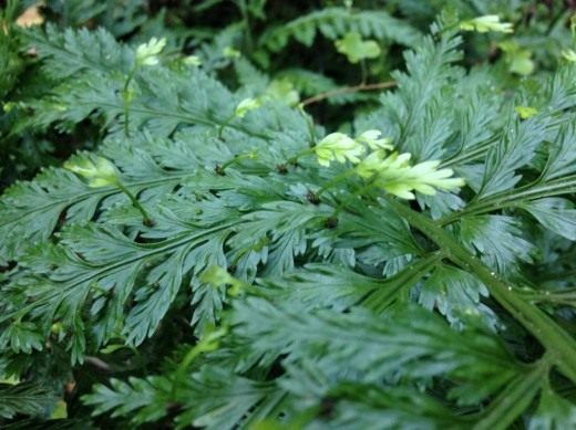 Асплениум луковиценосный, или Костенец луковиценосный (Asplenium bulbiferum)