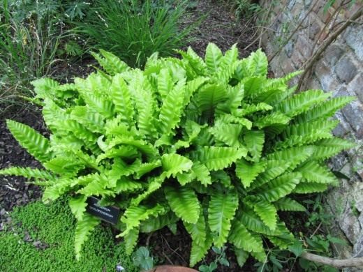 Асплениум сколопендровый, или Костенец сколопендровый (Asplenium scolopendrium)