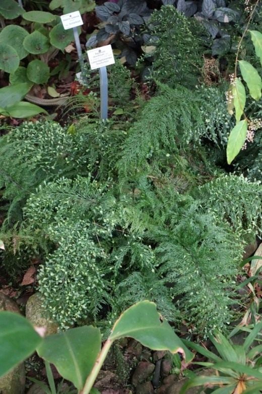 Асплениум живородящий, или Костенец живородящий (Asplenium viviparum)