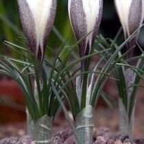 Шафран, или крокус алатаевский (Crocus alatavicus)