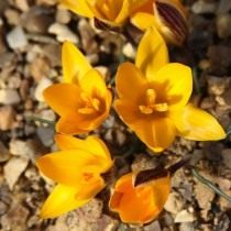 Шафран, или крокус узколистный (Crocus angustifolius)