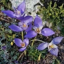 Шафран, или крокус банатский (Crocus banaticus)