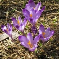 Шафран, или крокус Гейфеля (Crocus heuffelianus)